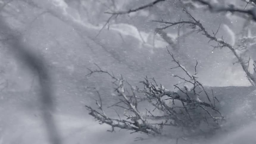 A strong snow flurry blows across bushes and branches