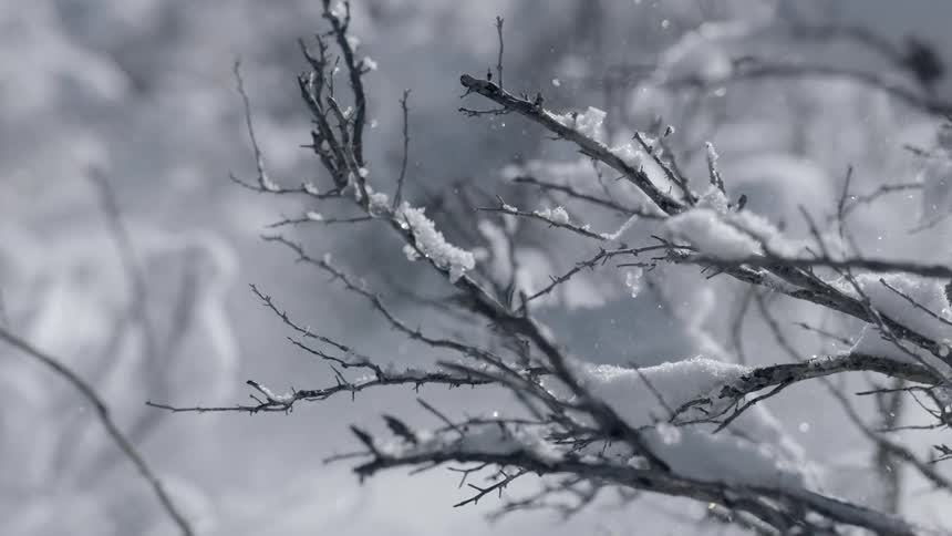 Snow covers branches on a winter day