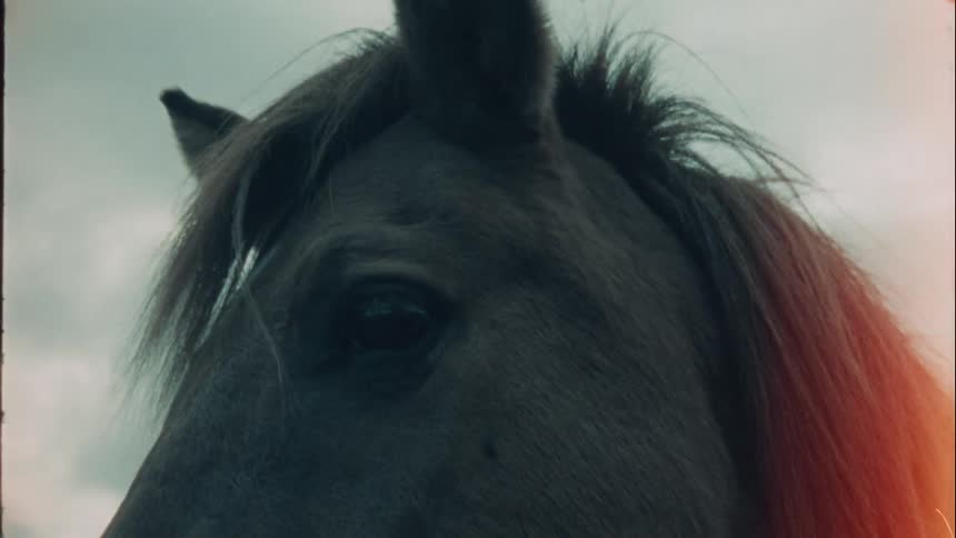 Sun glare highlights horses mane on overcast day