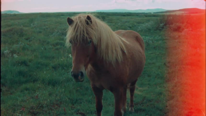 Brown horse stands on grassland
