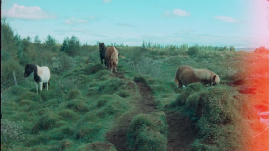Horse herd moves through pasture near fence under a cloudy sky