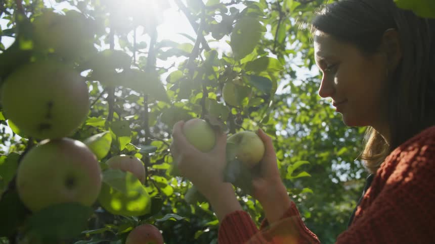 A woman picks an apple off a branch on an apple tree