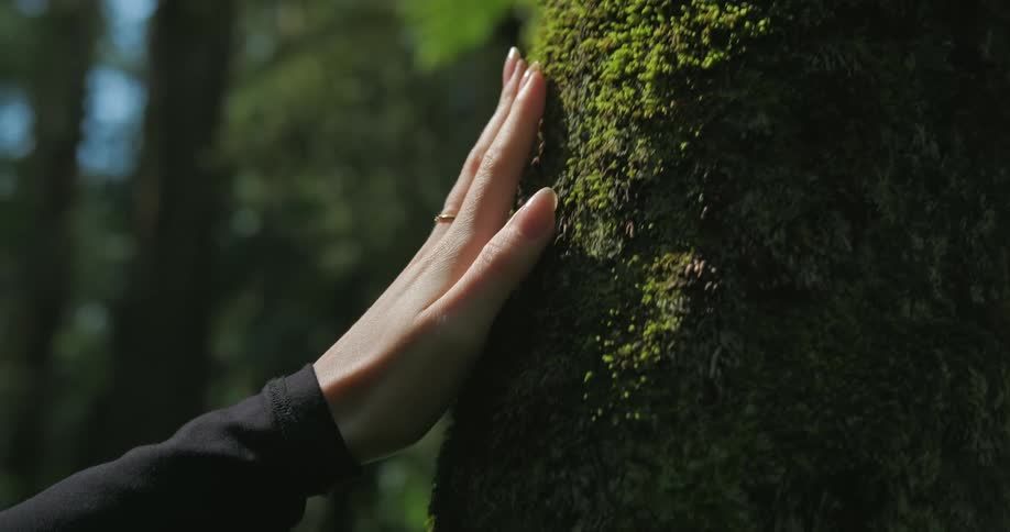 Close up of the hand of a woman touching the green moss growing on a tree trunk