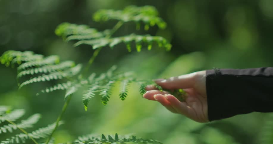 A person is touching the leaves on a plant
