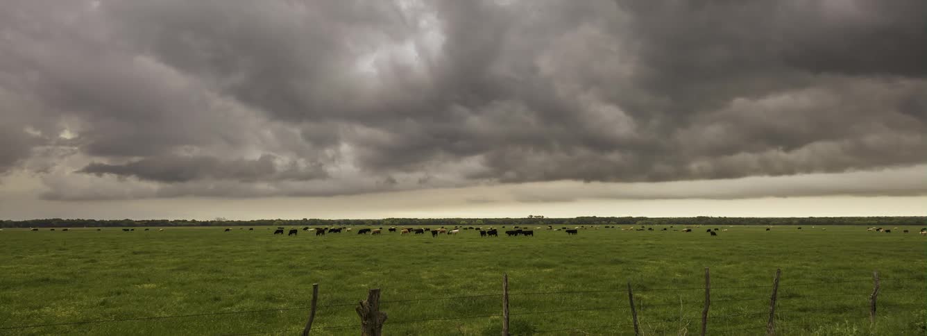 Time lapse of dark storm clouds rolling over a field where a herd of cows is grazing