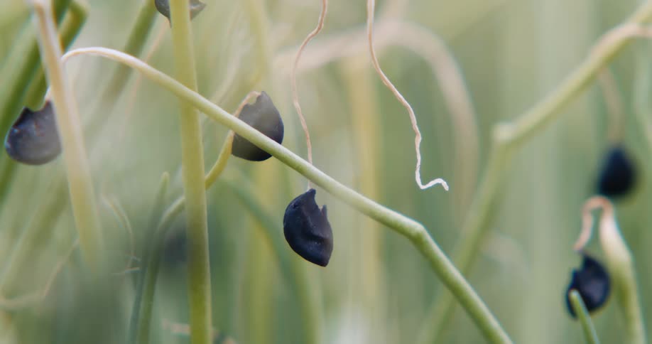 Five wilted black flowers with thick stems hang their heads down