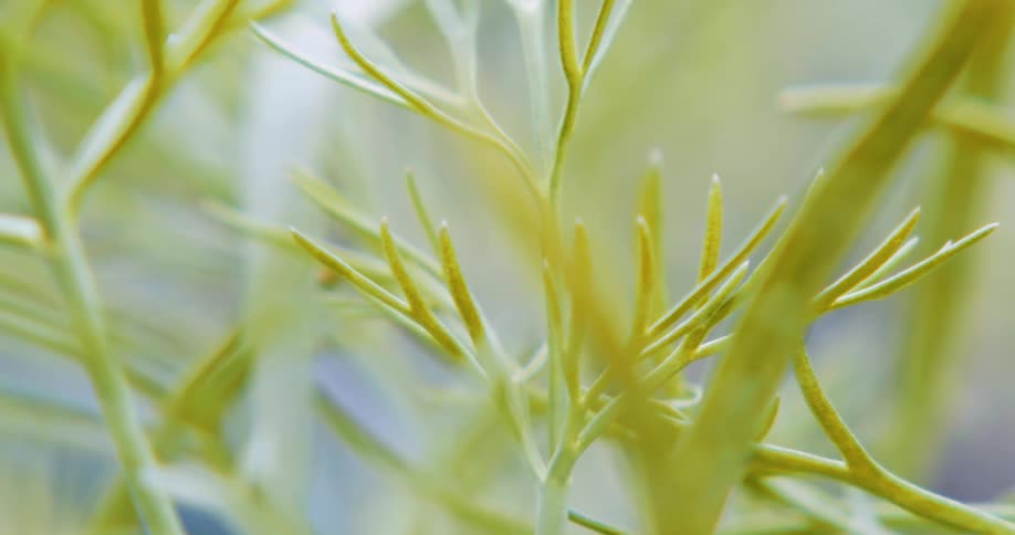 Sunlight shines brightly upon plants in a garden as they move in the breeze