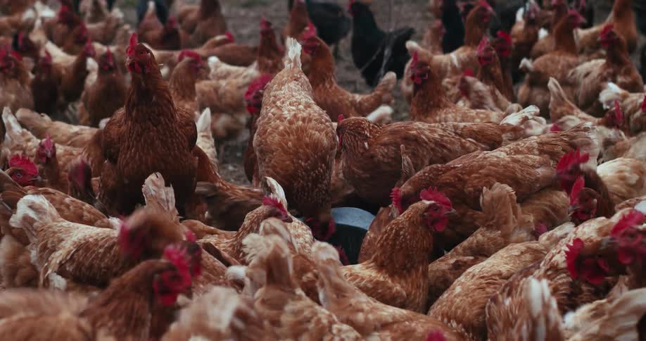 Free-range chicken feeding on organic farm
