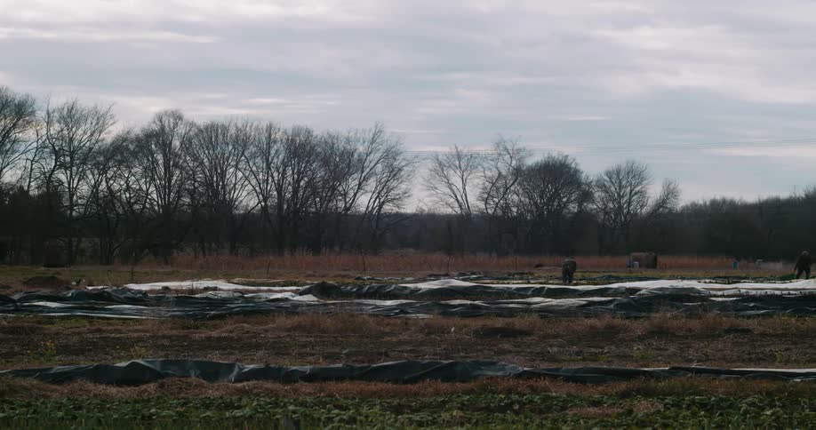 Two people are working in a field near tarps on the ground as silhouettes of trees are in the distance under a cloudy sky