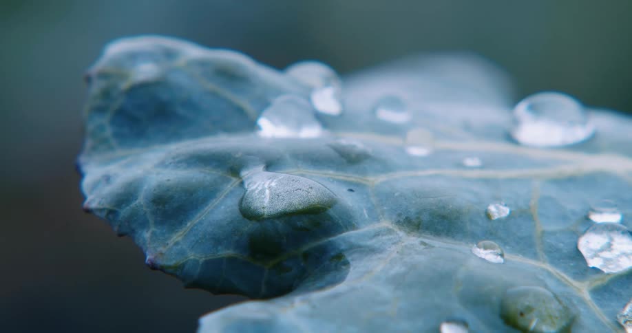 Drops of water on a leaf outdoors during the day