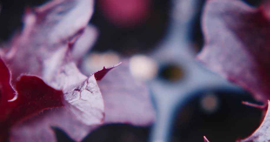 Up close shot of deep red leaves