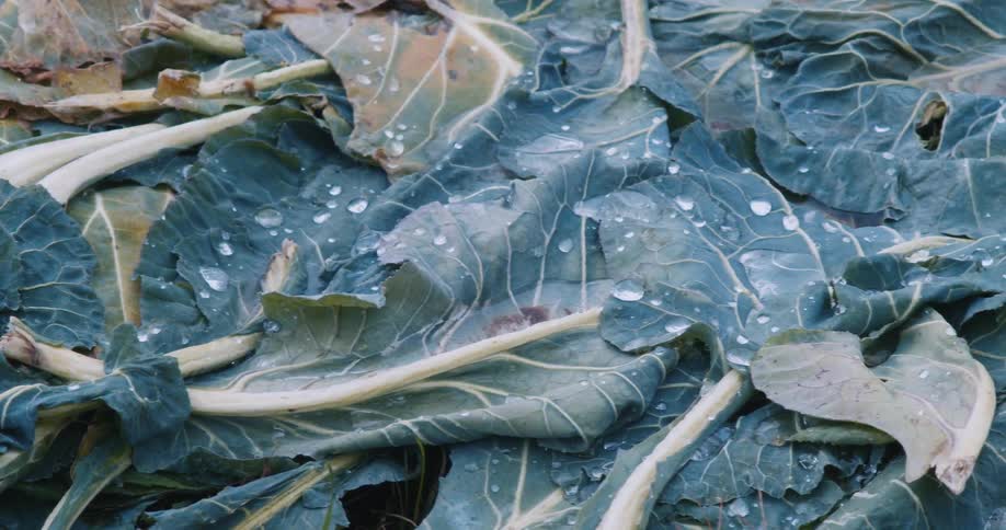 Discarded winter vegatables