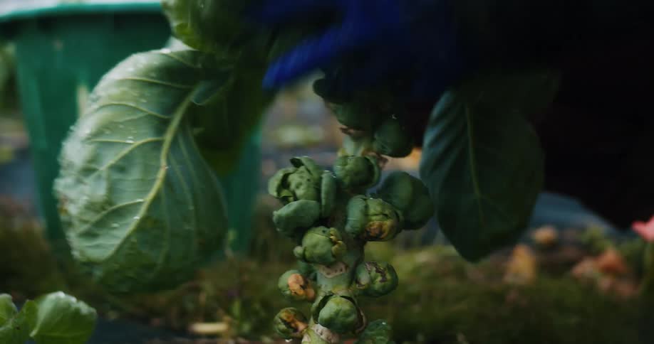Close up of brussel sprout harvest