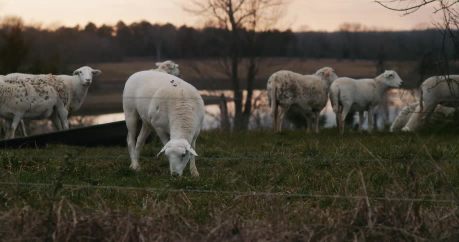 Sheep graze beside a pond in a pasture in the evening
