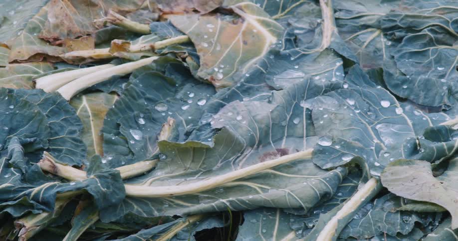A large pile of withering leaves is filmed from right to left