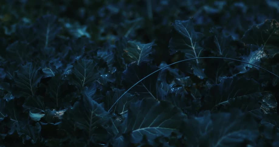 Close up view of leaves on the ground is displayed at night
