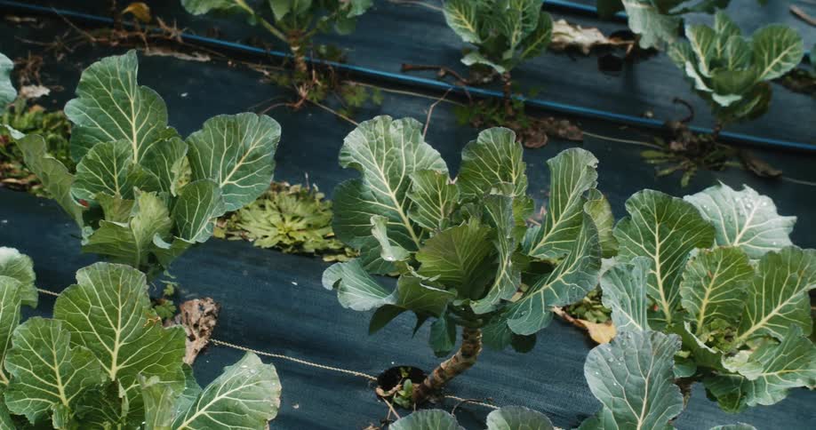 Winter greens and vegetables in the field