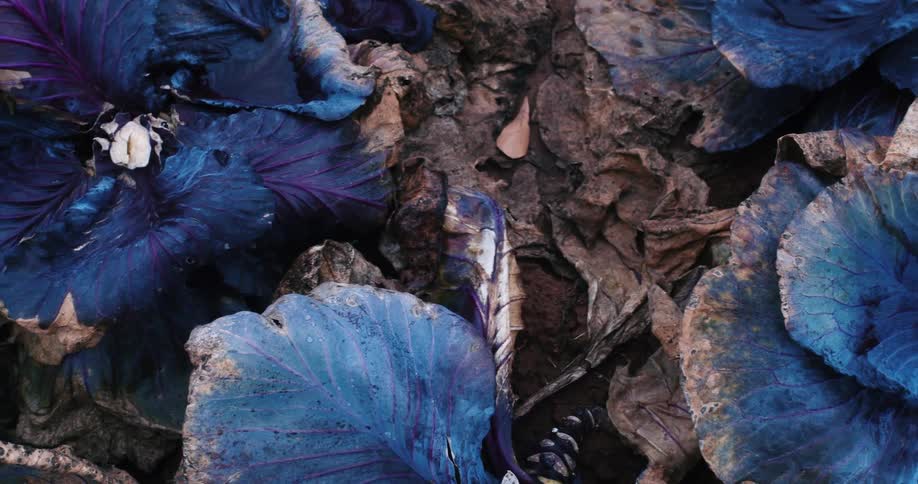 Big blue leafs laying on the ground on a farm