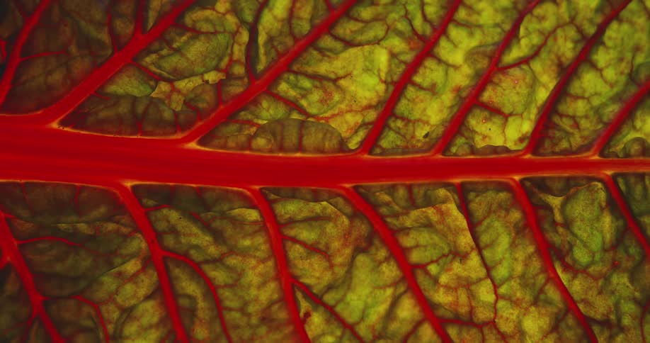 Close up view of the red veins on a green leaf