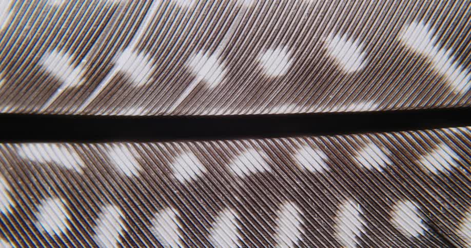 Close up view of a spotted feather