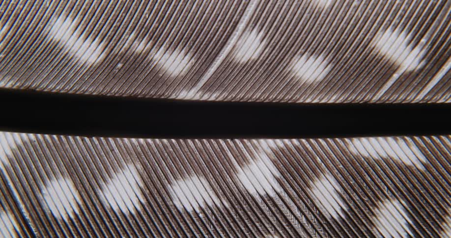 Extreme close up of a birds feather