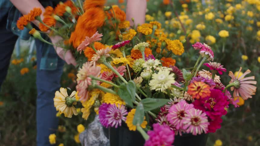 A person places orange flowers into a bucket of flowers