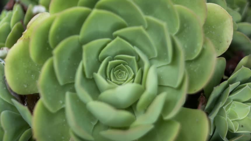 Rain falls on hens and chicks growing outside