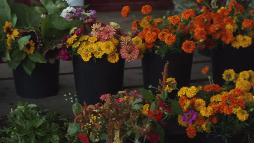 Colorful flowers inside various pots over a wooden deck at morning