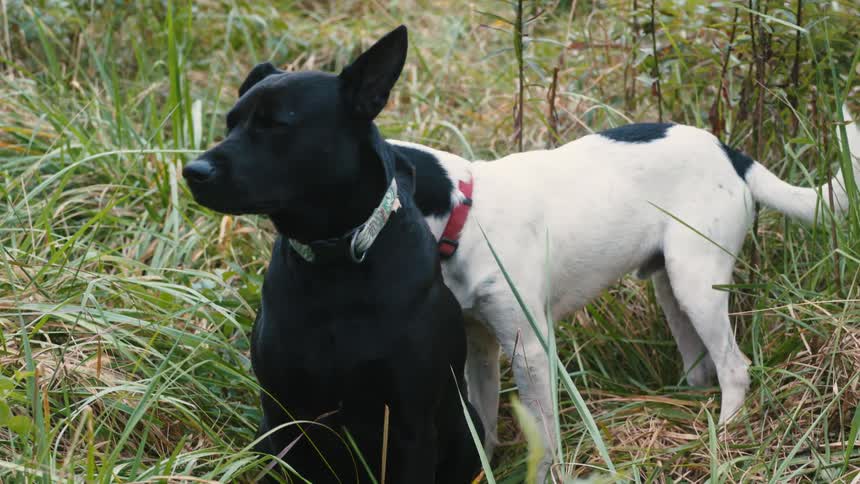 A black dog sits in the grass while a white dog with black spots sniffs the black dog and the area around them