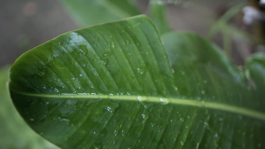 A green leaf being dripped on by water as it bounces up and down