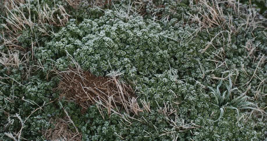 Morning frost on grass and clover