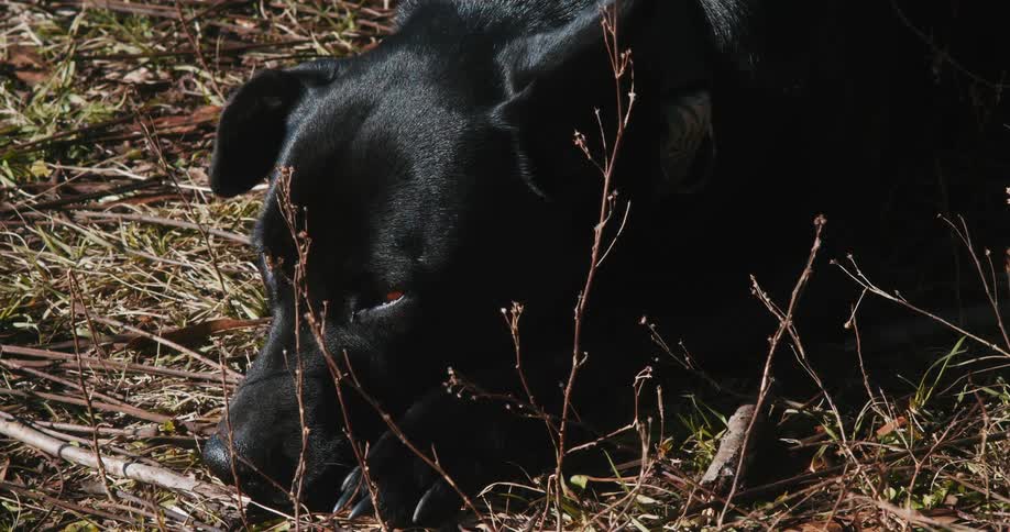 A black dog napping in the winter sun