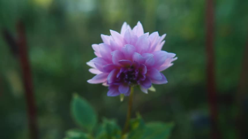 Sunlight shines on a pink flower as it moves in the breeze