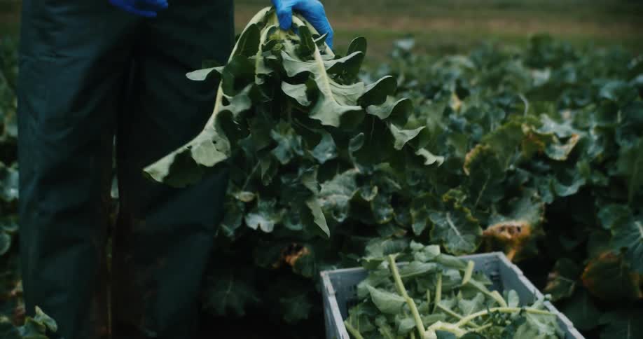 Farmer harvests broccoli and trims back its leaves