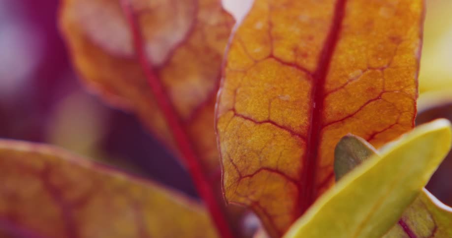 Small insect flies around colorfully leafed plant