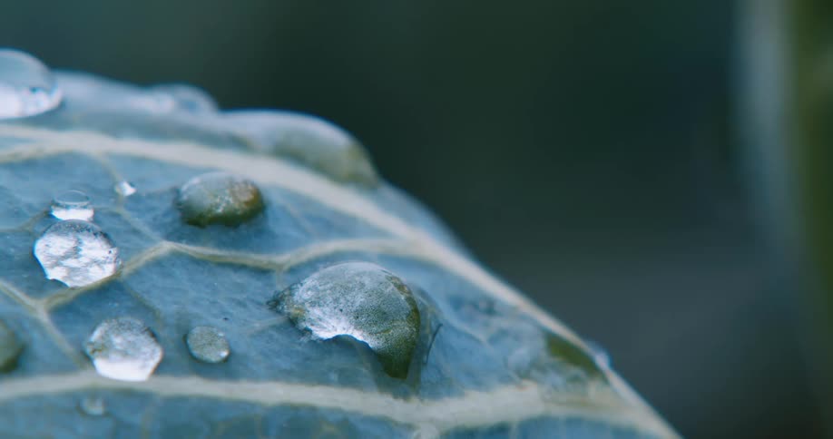 A highly magnified image of a leaf is shown with water droplets all over it