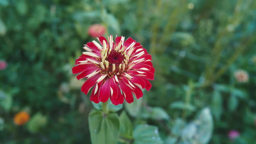The sun shines upon a red zinnia in the garden as it moves in the breeze