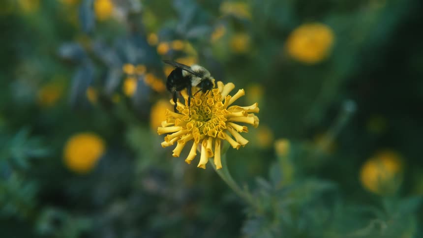 Close up of a bee feeding on a yellow wild flower outdoors