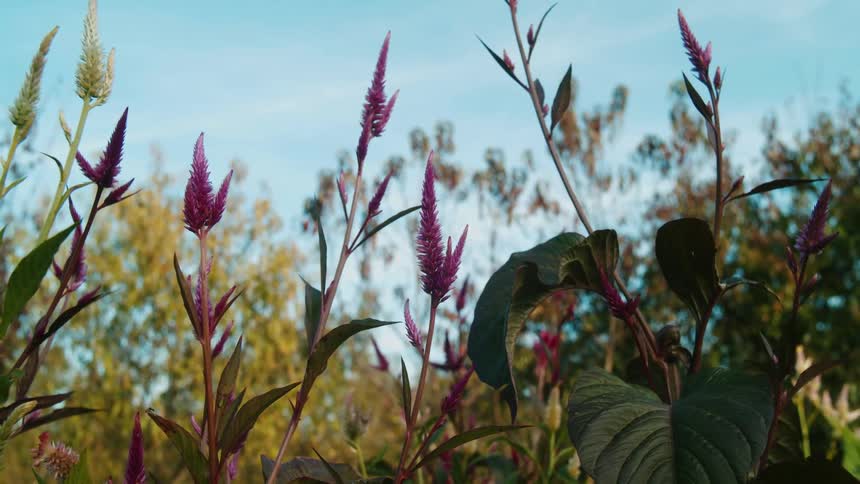 Close up view of flowers in a grassland area is displayed