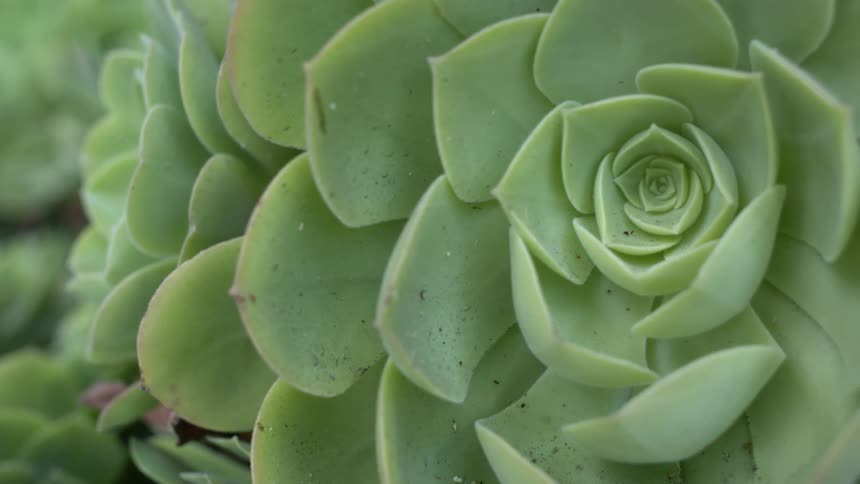 Close up of the thick green leafs of a succulent plant outdoors