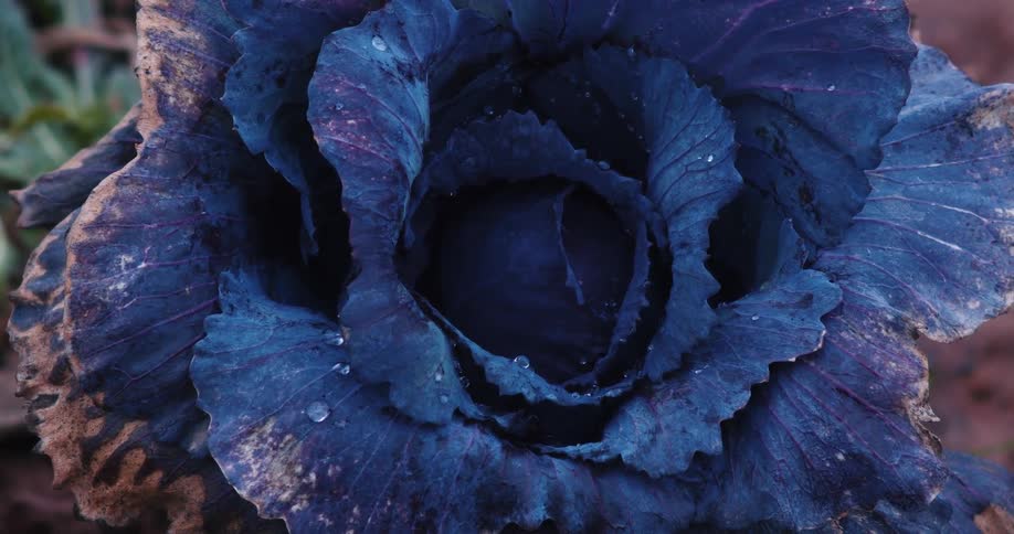 Close up of winter cabbage in the field