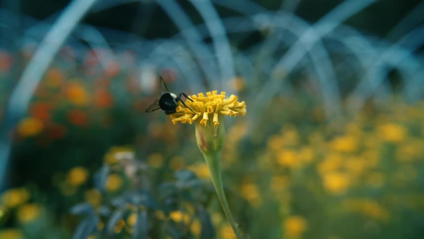 A bumble bee pollinates on a dandelion in a field of flowers