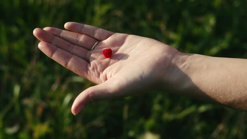 A focused shot of a red berry in the palm of someones hand