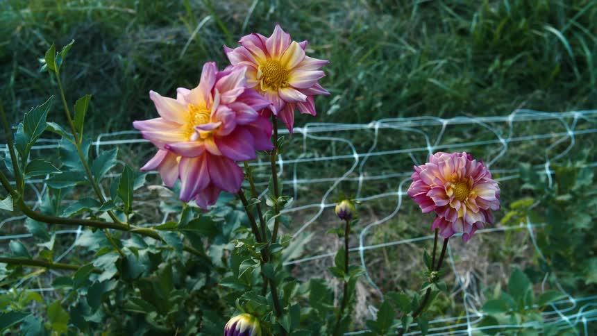 A small group of pink flowers are shown in a field of grass some already bloomed and some not