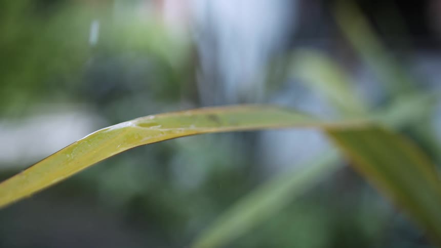 Water droplets fall on brownish leaf
