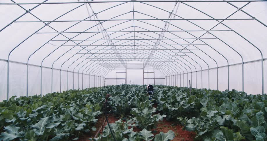 Plants are growing inside a greenhouse