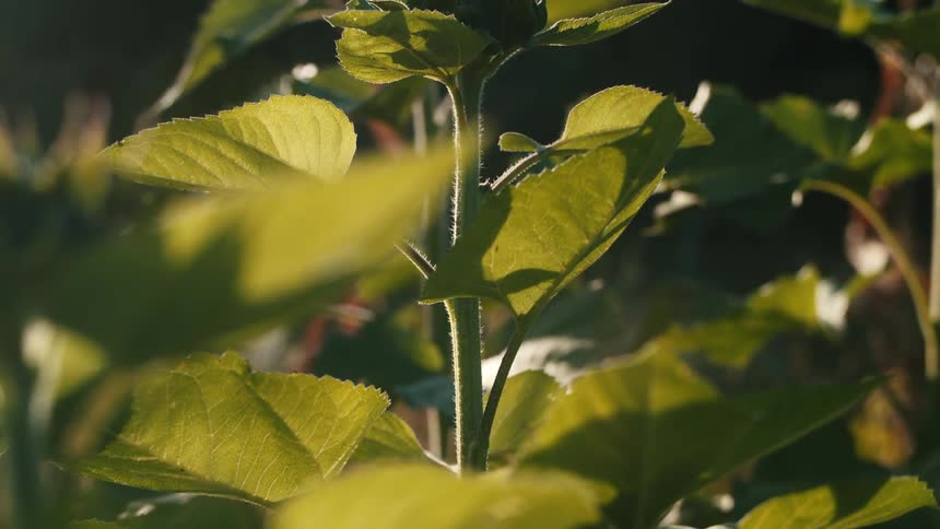 Tall sunflower in the morning light