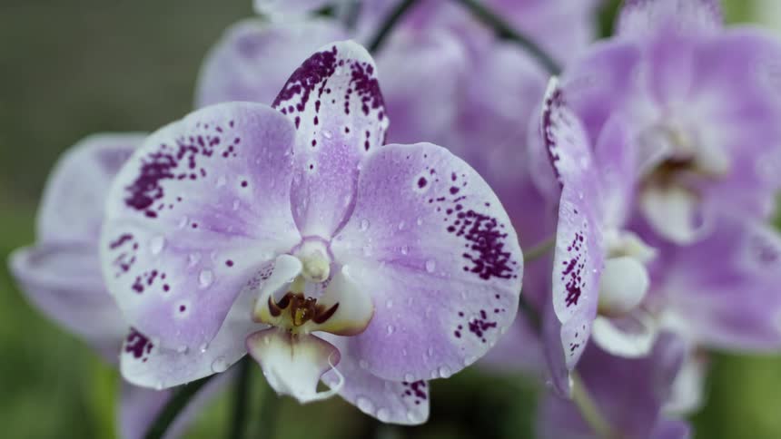Petals moves as rain falls on lavender flowers