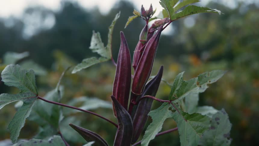 Purple bulbs of a flowering wild plant in the countryside at morning
