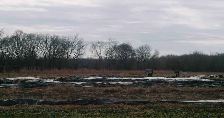 Morning harvest in the winter fields
